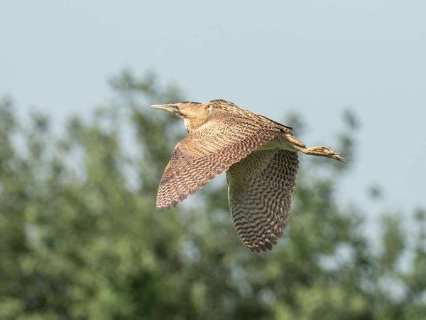 Où observer les oiseaux rares dans les marais de Camargue, France ?